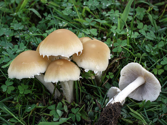 faux champignon miel