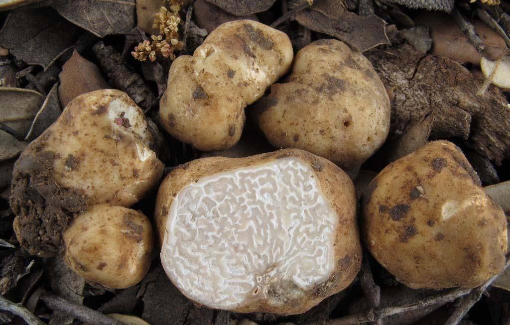 Tartufo