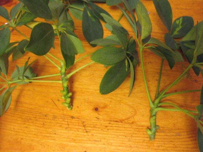 Schefflera-Stecklinge