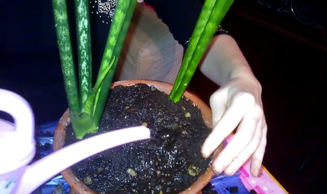 Arroser une fleur transplantée