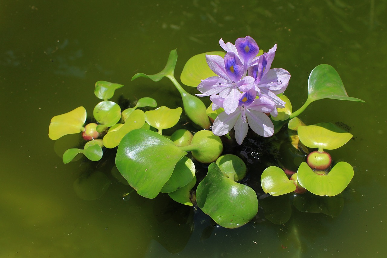 jacinthe d'eau