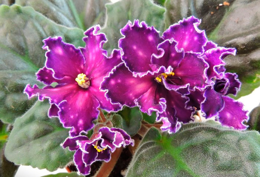 violette africaine