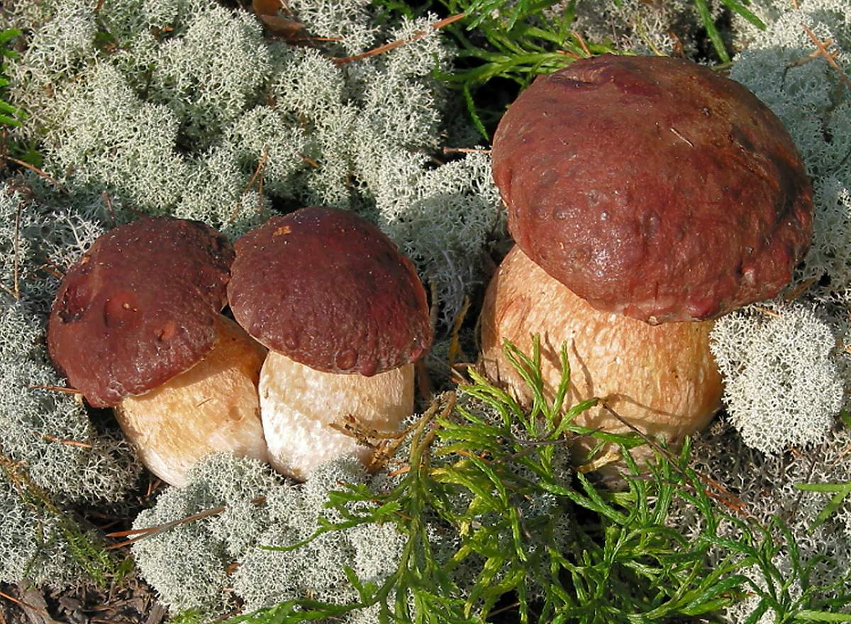 Weißer Champignon