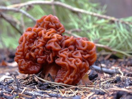 Pilz