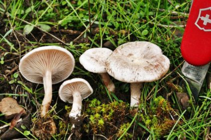 Sprechende Pilze