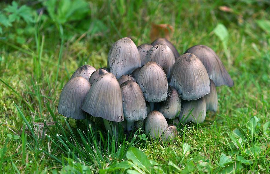 Dungpilze