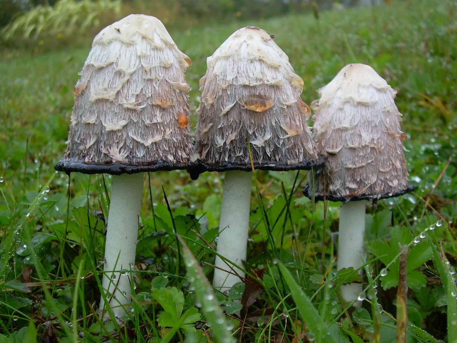 Mistkäferpilz