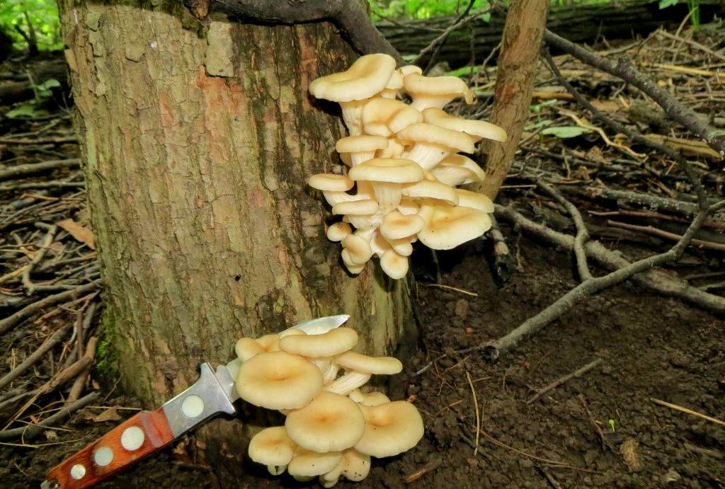 Austernpilze