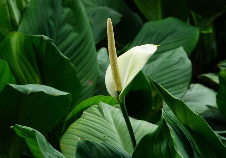 Spathiphyllum cannofolia