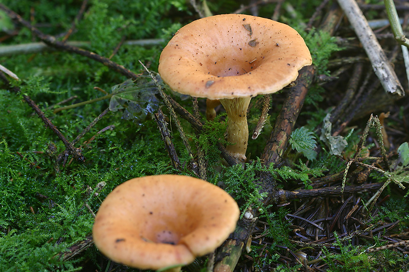 Sprechende Pilze