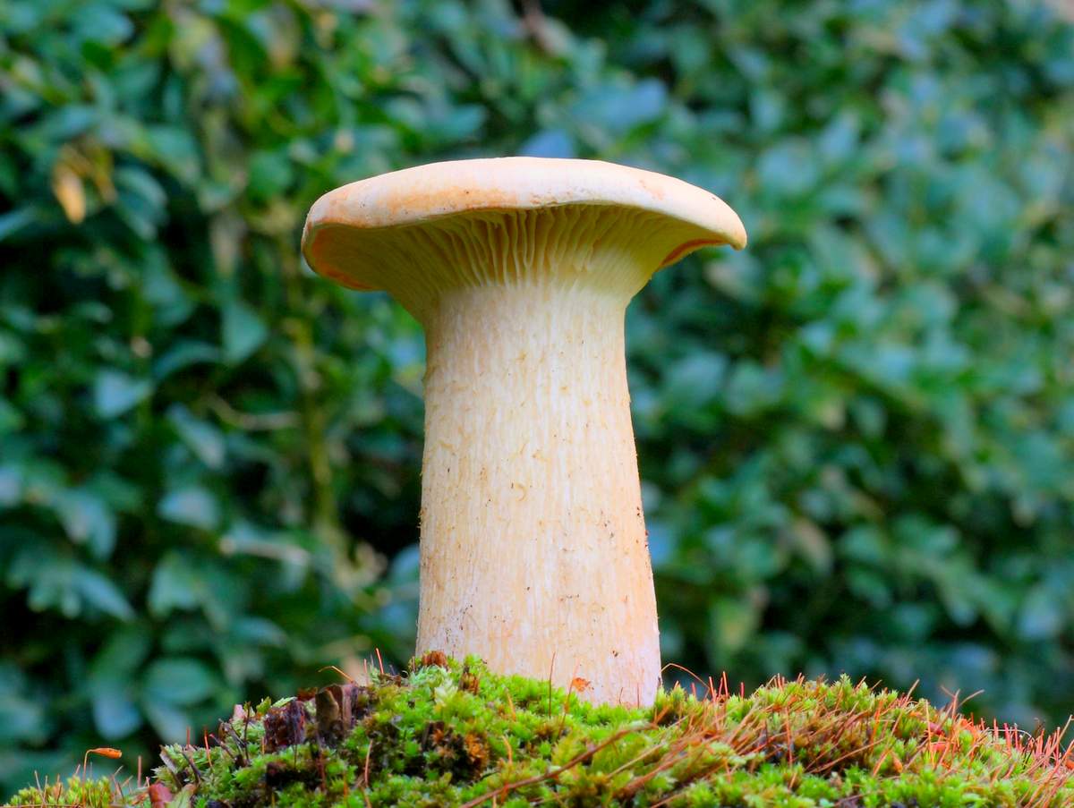 gebückter Redner