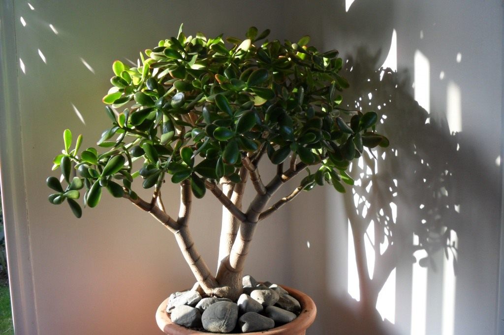 Crassula