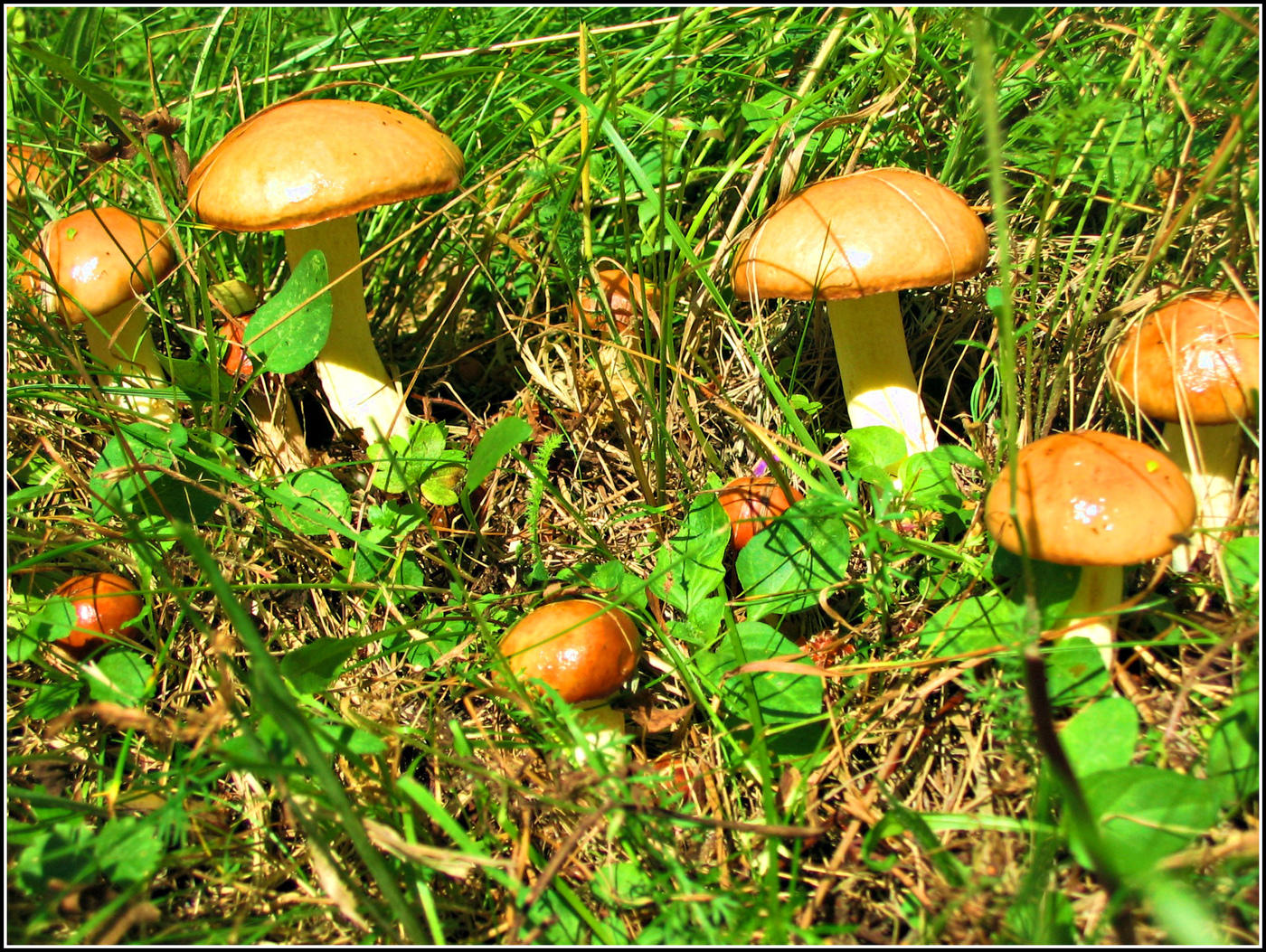Schmetterlinge