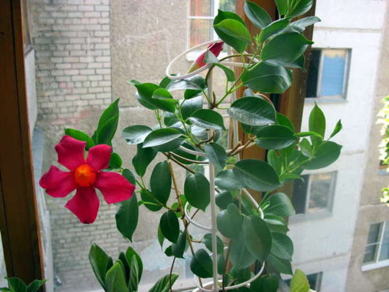 plantes grimpantes