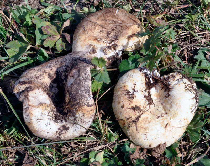 champignon de montagne