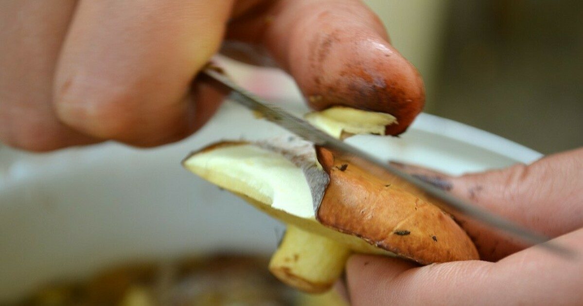 Почистване на маслени гъби