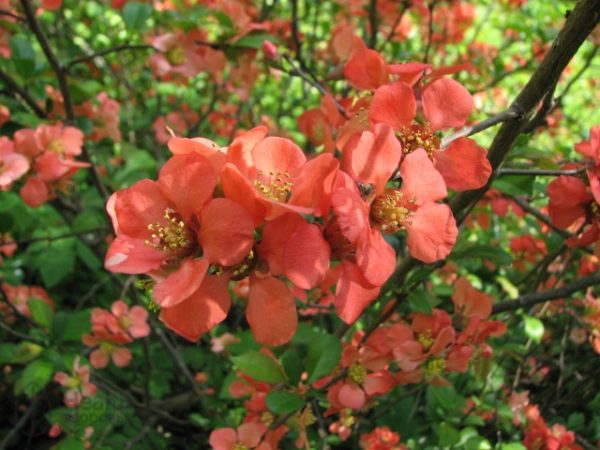 Soins à apporter au cognassier du Japon en automne