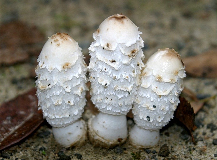 Mistkäferpilz