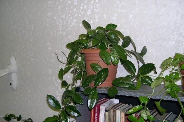 plantes grimpantes