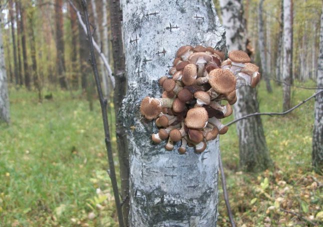 Des armillaires couleur de miel sur un bouleau