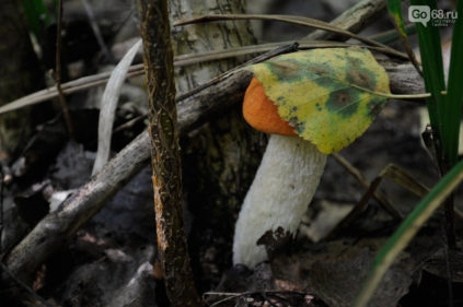 Pilz