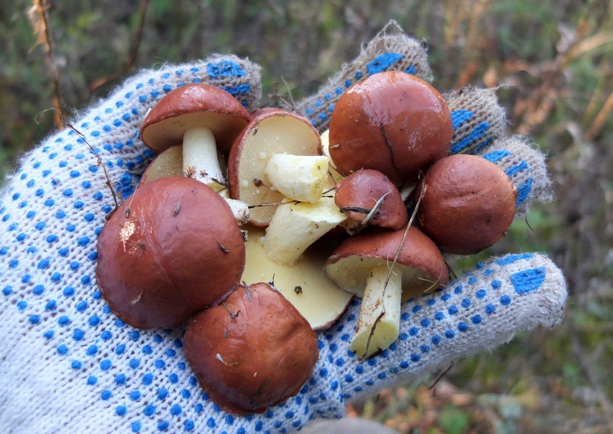 Cueillir des champignons avec des gants