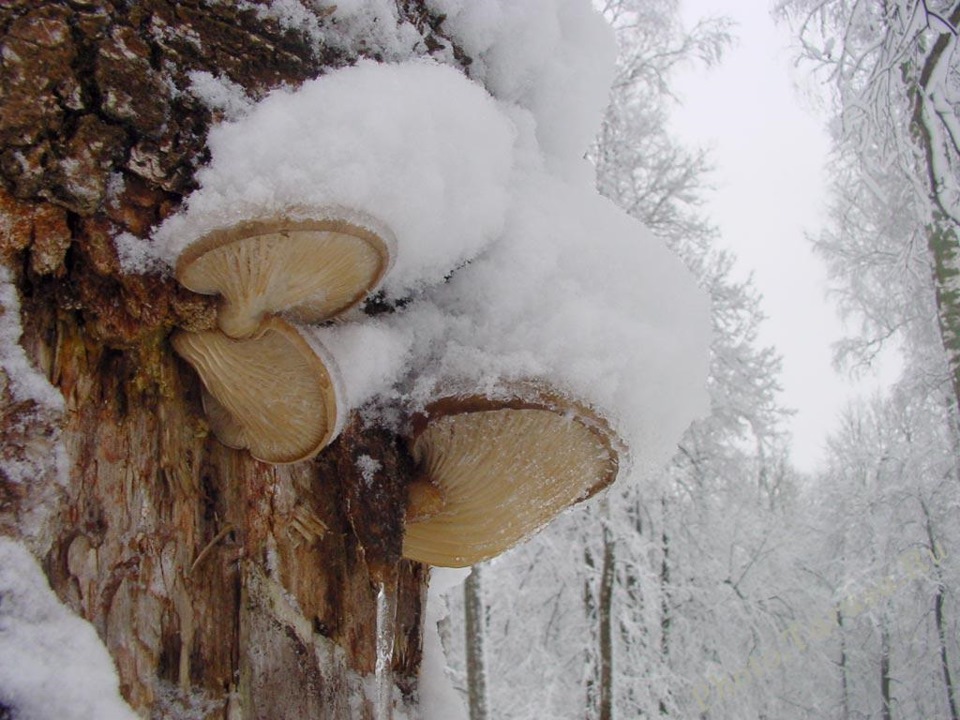 Winterausternpilz
