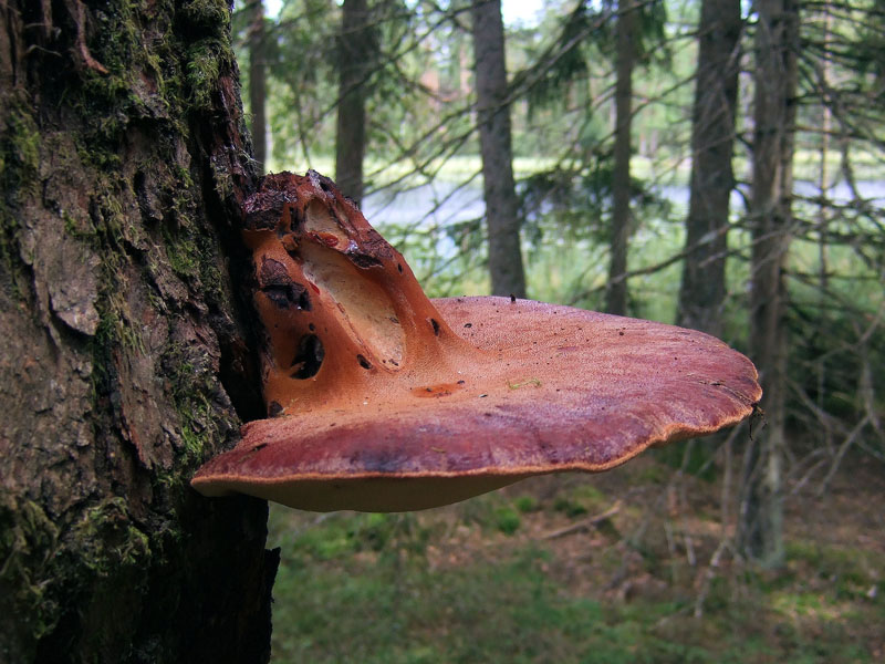 Champignons du foie