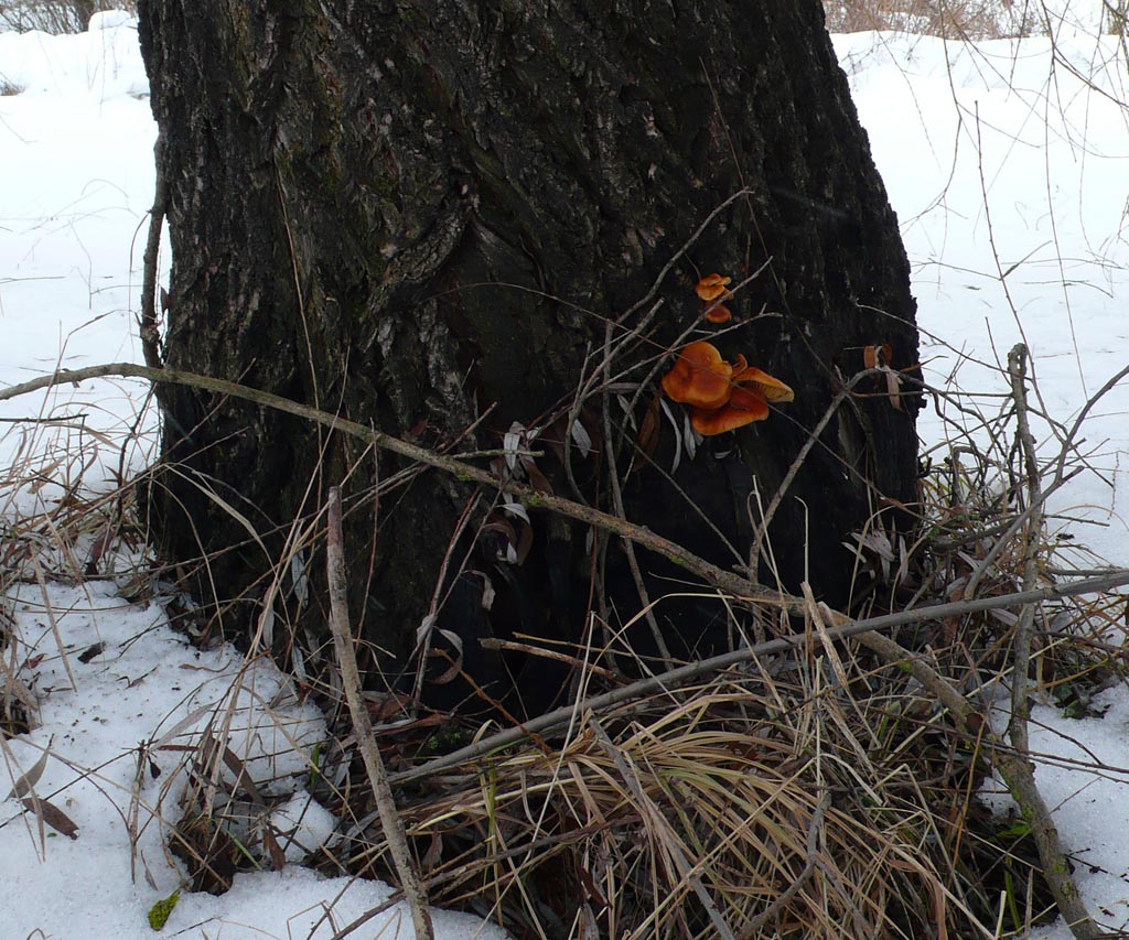 Winterausternpilz