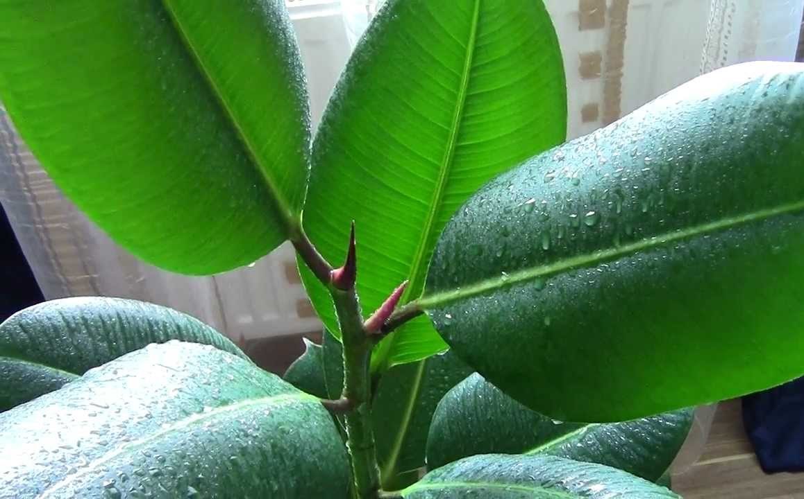 Ficus