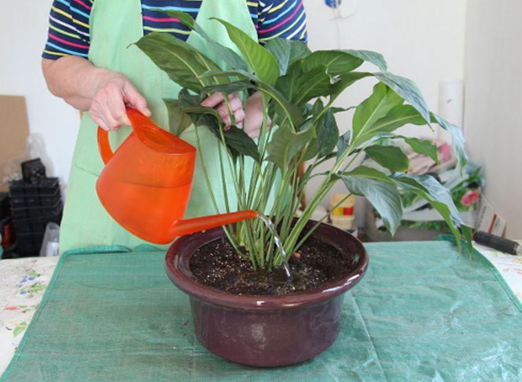 Arroser la plante
