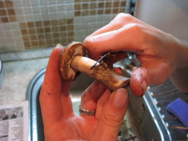 Weißer Champignon