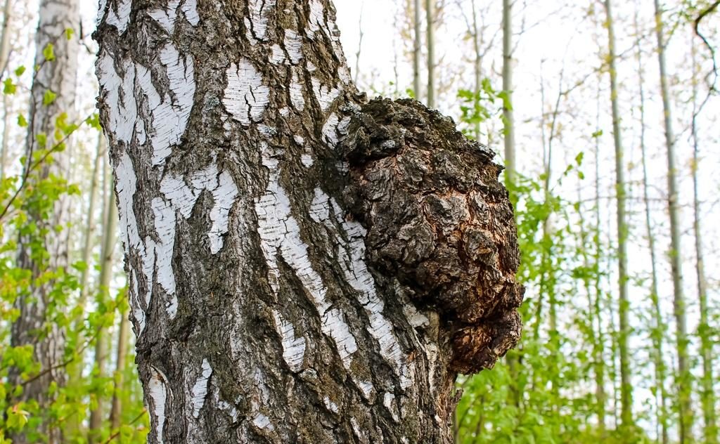 Chaga