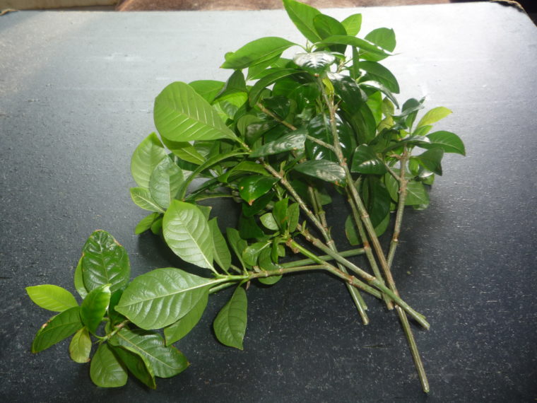 Myrtenstecklinge