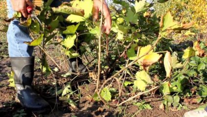 Couvrir les vignes pour l'hiver