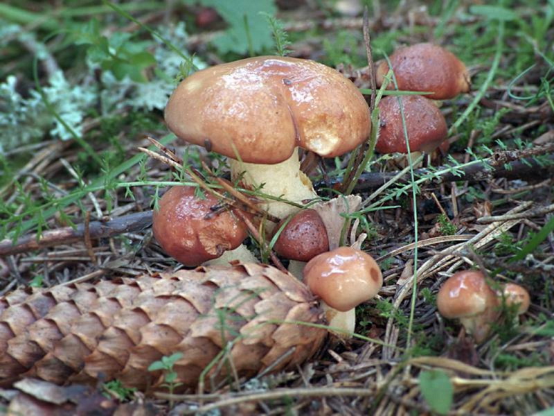 Pilze