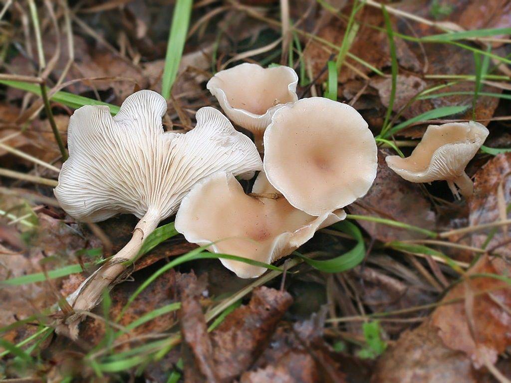 Sprechende Pilze