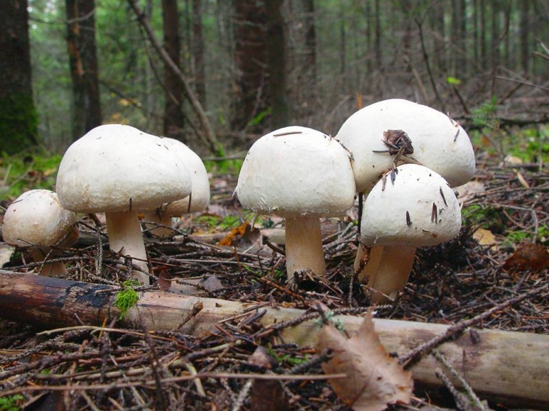 Champignons