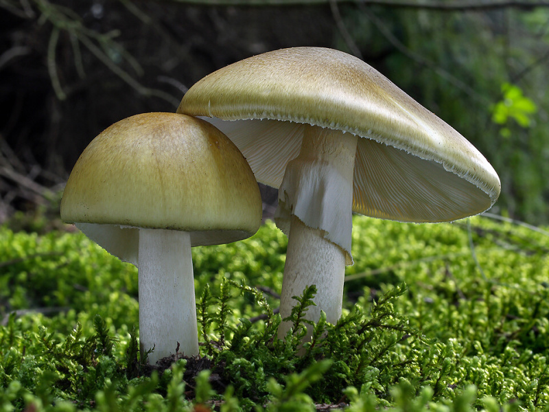 Champignon forestier