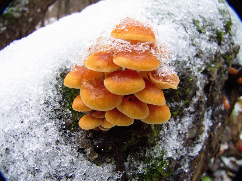 champignons miel d'hiver