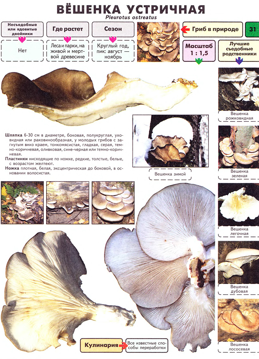 Pleurote