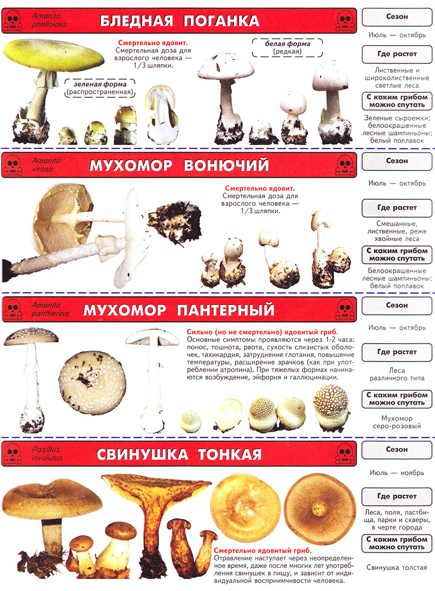 Champignons lamellaires vénéneux