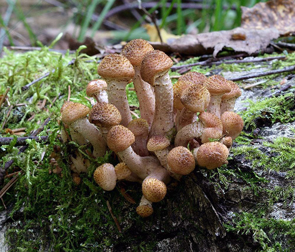 Herbstlicher Hallimasch
