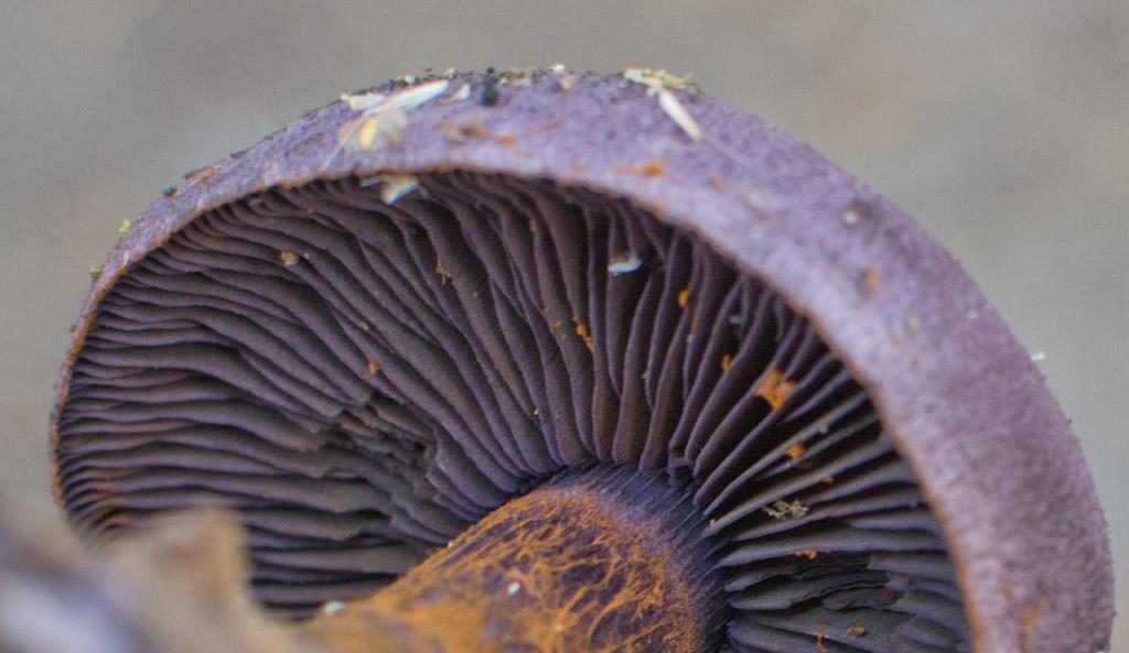 Cortinaria pourpre