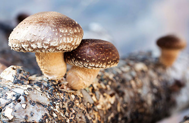 Pilz