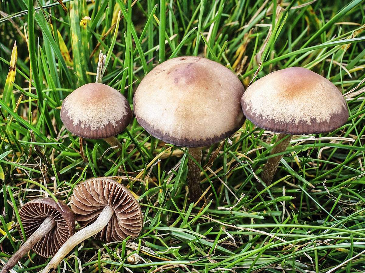 Mistkäferpilz