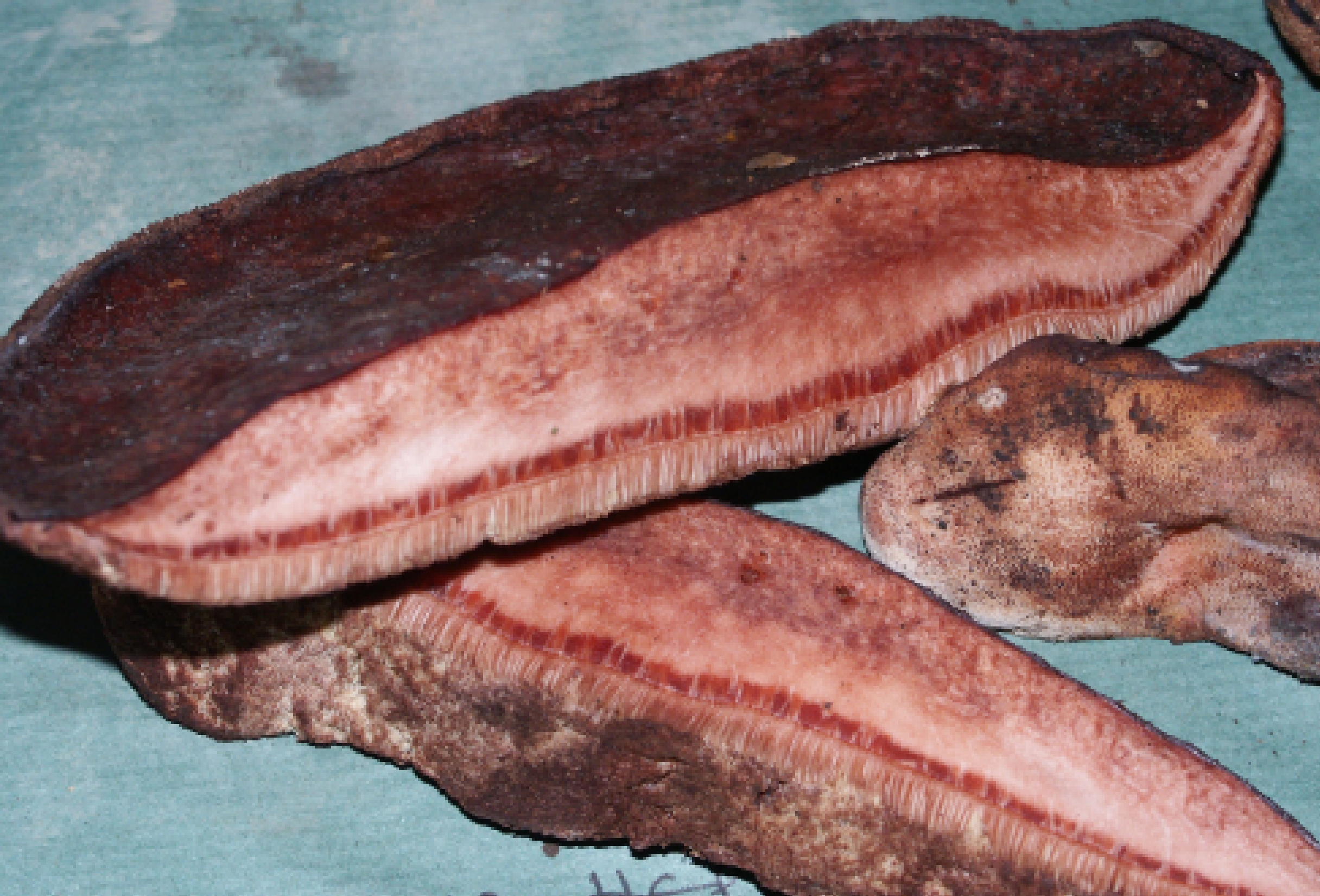 Champignons du foie