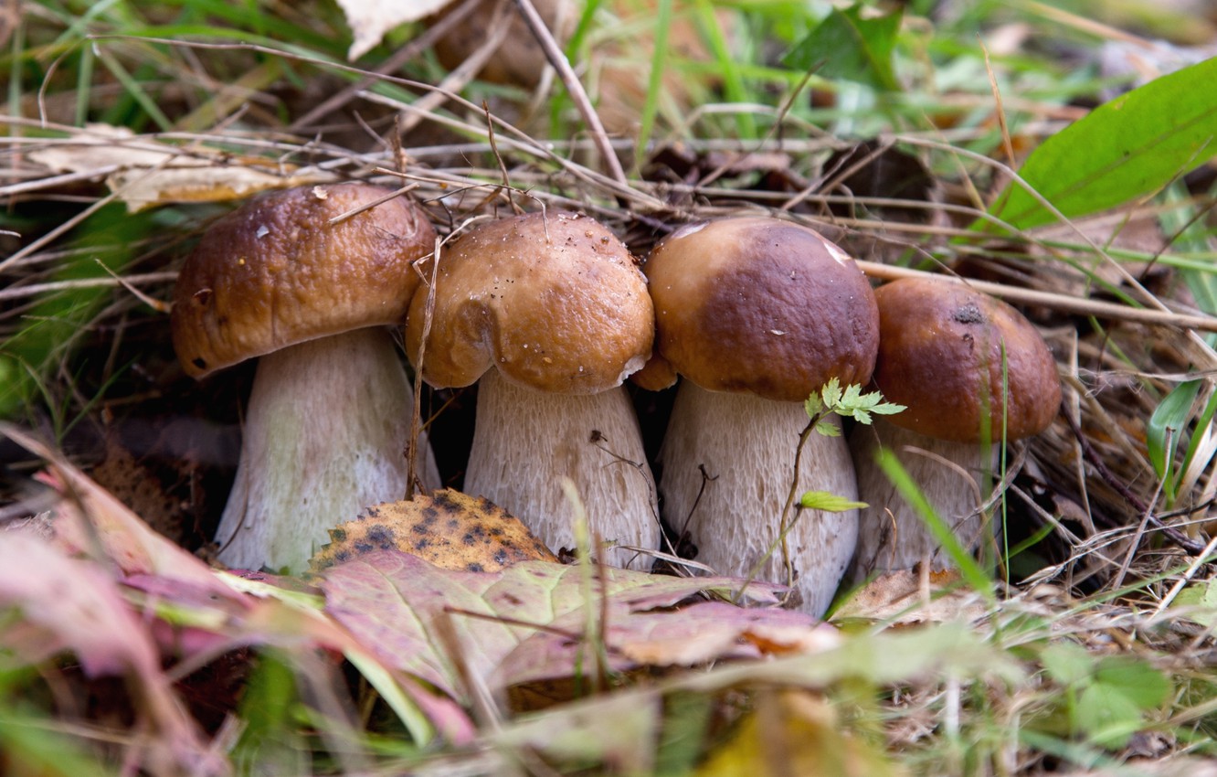 Weißer Champignon