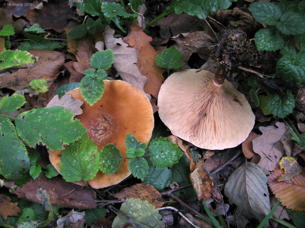 Chiacchieroni