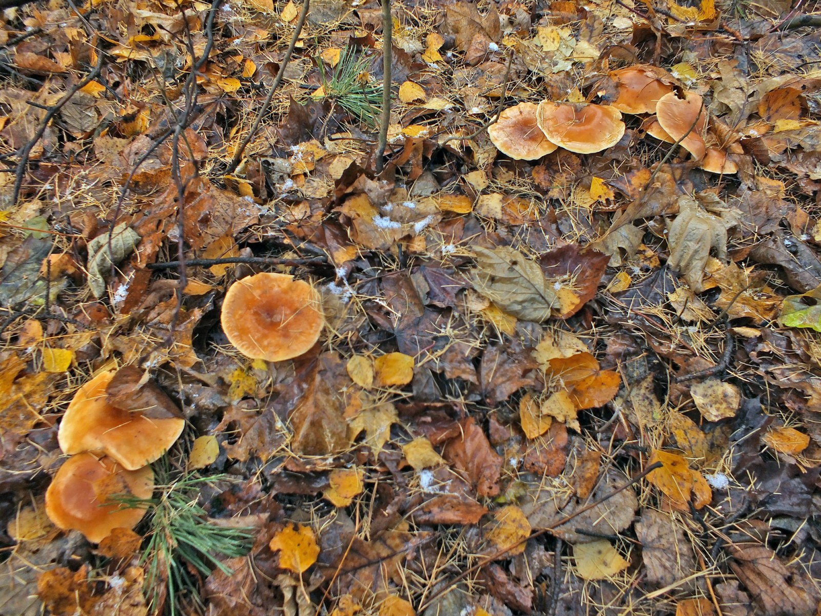 Sprechende Pilze
